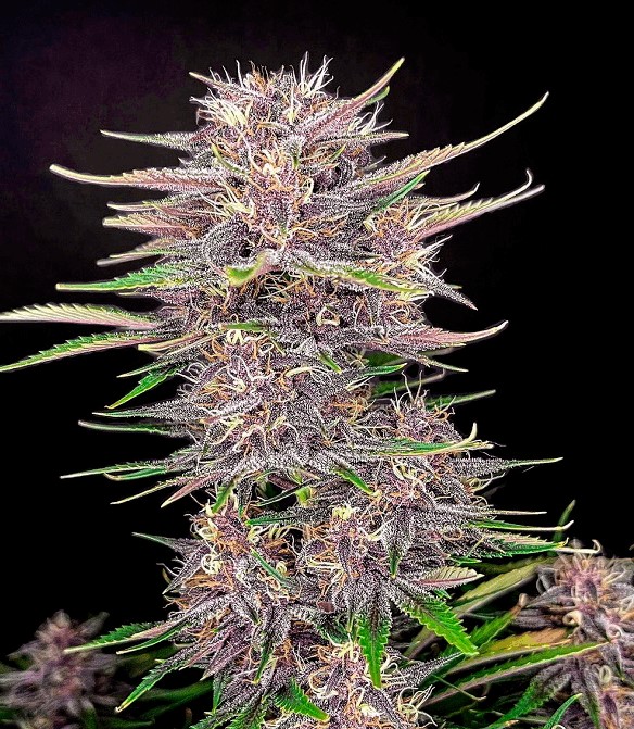 FB Banana Purple Punch Auto 1ks