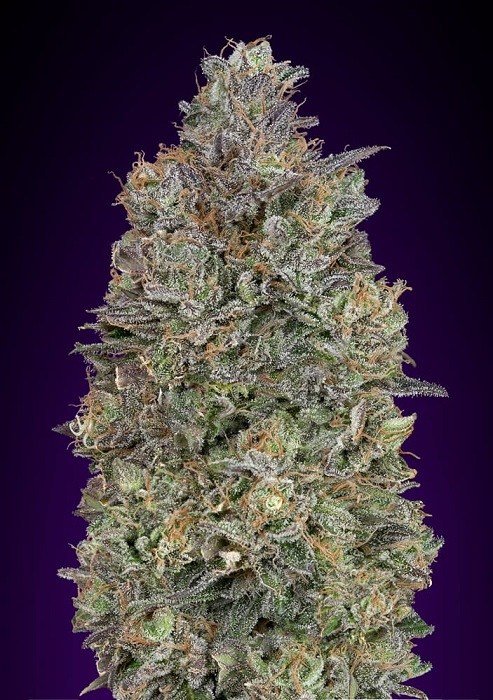 Advanced - Critical Purple Kush 3ks