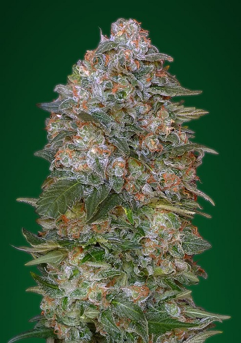 Advanced - Critical Soma 5ks