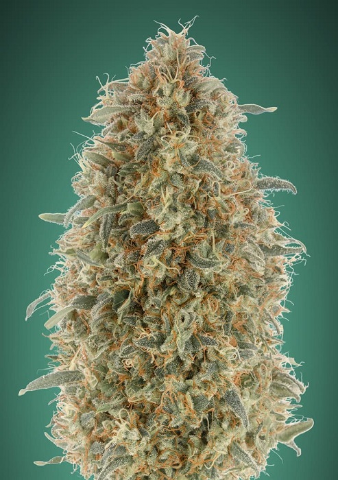 Advanced - Gorilla Blue 1ks