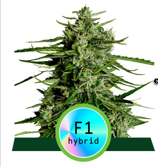 RQS Titan F1 Hybrid 1ks