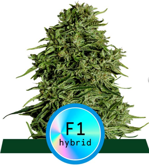 Cosmos F1 Hybrid 3ks