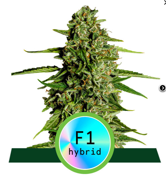 Medusa F1 Hybrid 5ks