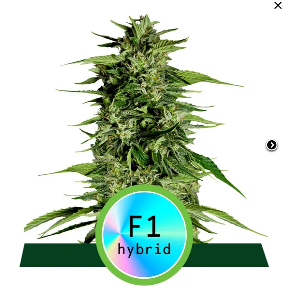 Hyperion F1 Hybird 10ks