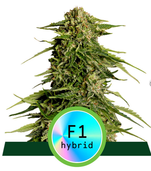 Epsilon F1 Hybrid 5ks