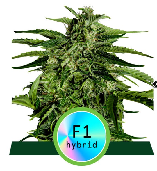 Apollo F1 Hybrid 3ks