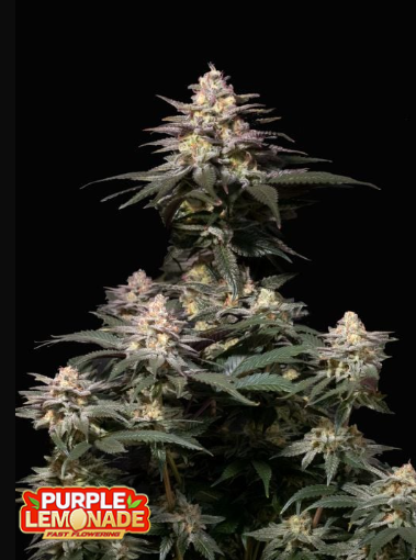 FB Purple Lemonade FF 3ks