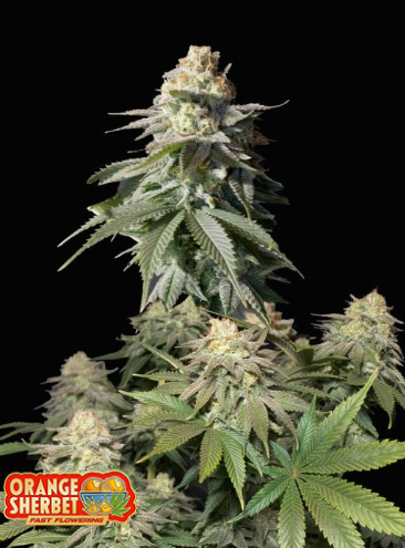 FB Orange Sherbet FF 5ks