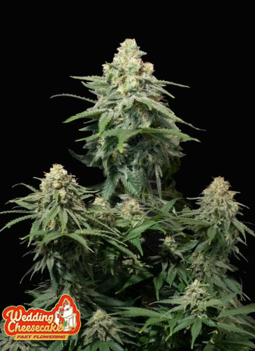 FB Wedding Cheesecake FF 5ks