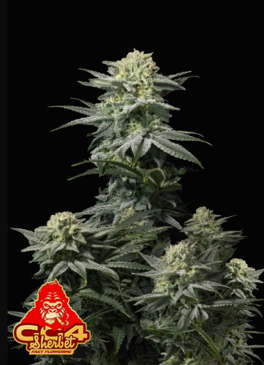 FB GG4 Sherbet FF 3ks