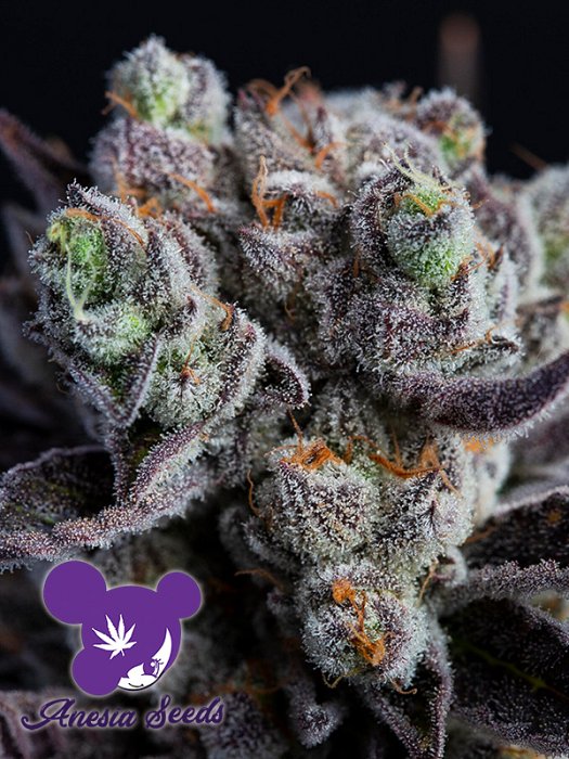 Anesia - Blackberry Moonrocks 5ks