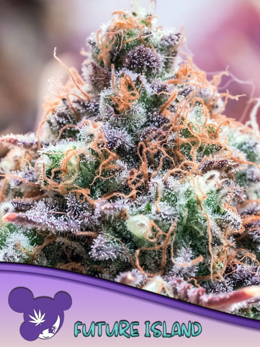 Anesia - Future Island 5ks