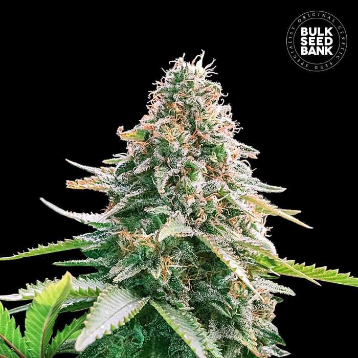 Bulk Seeds Auto Gelato Samba 10ks