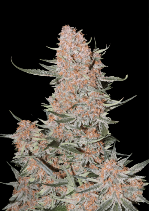 FB Ztrawberriez Auto 3ks