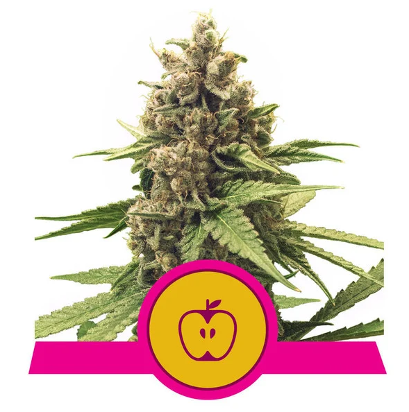 RQS Apple Fritter 5ks