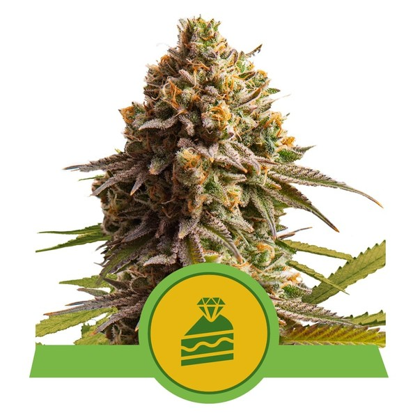 RQS Wedding Cake Auto 1ks