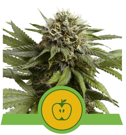 RQS Apple Fritter Auto 3ks