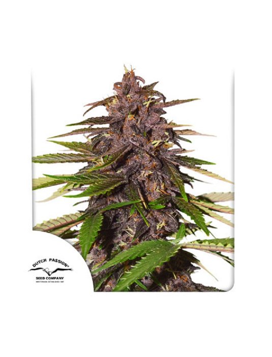 DP Auto Forbidden Cherry 3ks