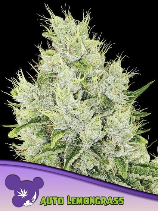 Anesia - Auto Lemongrass 3ks