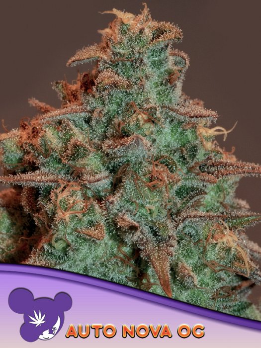 Anesia - Auto Nova OG 3ks