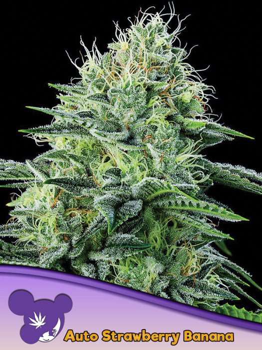 Anesia - Auto Strawberry Banana 10ks
