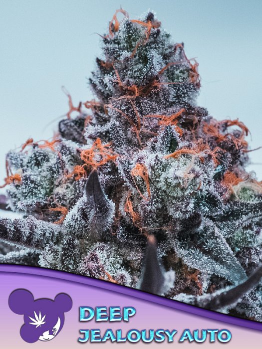 Anesia - Deep Jealousy Auto 5ks