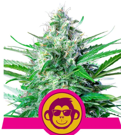 RQS Grape Ape 10ks