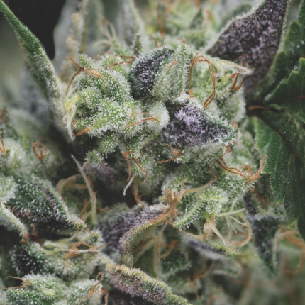 Pyramid - Auto Gorila 5ks