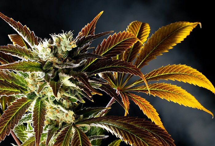 Kannabia Amnesi-K Haze 3ks