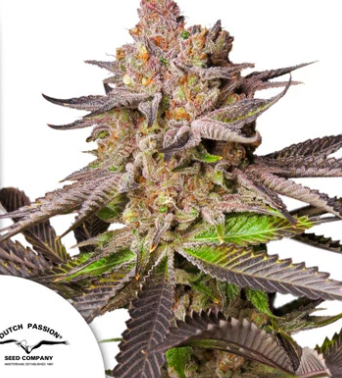 DP Melonade Runtz 10ks