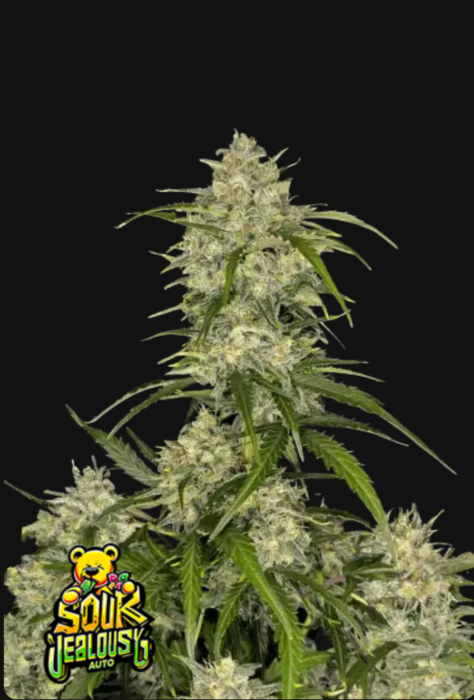 FB Sour Jealousy Auto 1ks