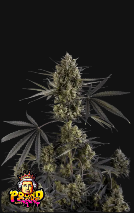 FB Pound Cake Auto 10ks