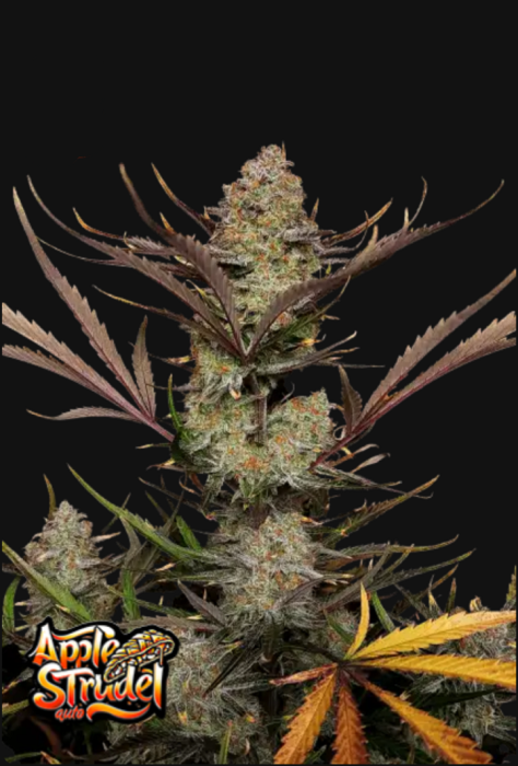 FB Apple Strudel Auto 3ks