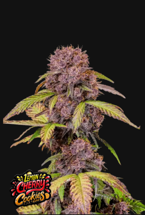 FB Lemon Cherry Cookies Auto 10ks