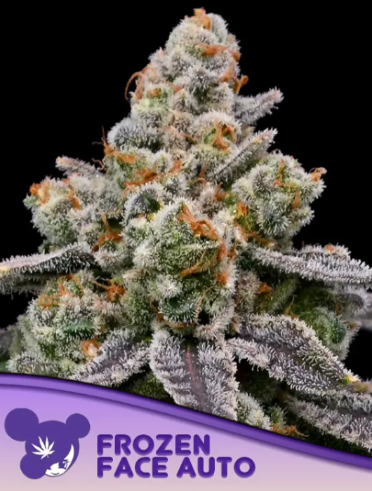 Anesia - Frozen Face Auto 3ks