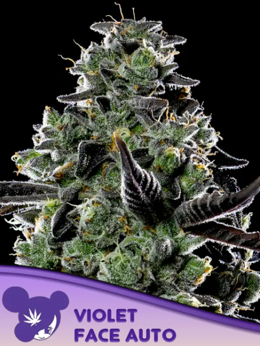 Anesia - Violet Face Auto 3ks