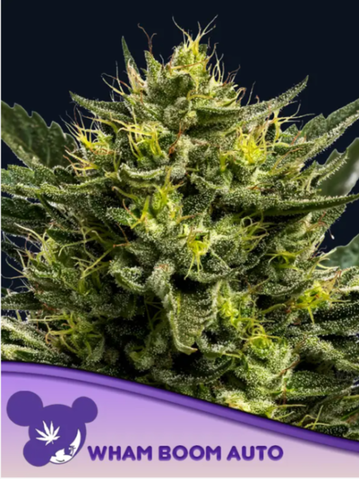 Anesia - Wham Boom Auto 3ks