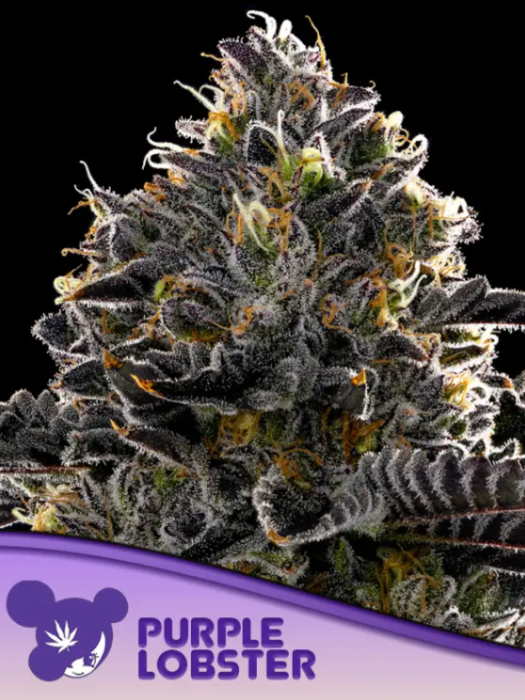 Anesia - Purple Lobster 5ks