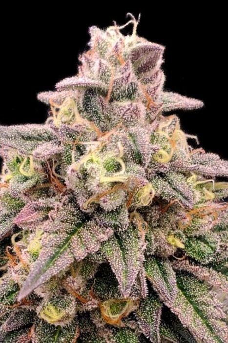 Advanced - Animal Zookies 5ks