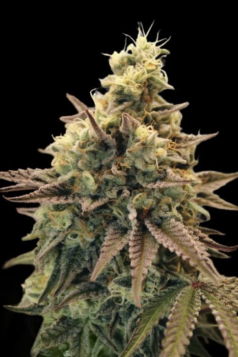 Advanced - Auto Animal Zookies 3ks