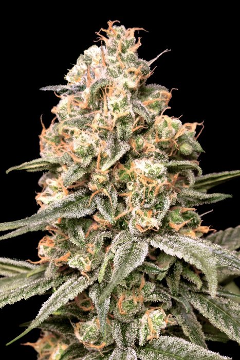 Advanced - Auto Apple Fritter 3ks