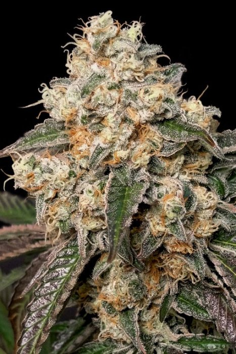 Advanced - Forbidden Fruit Cake 1ks