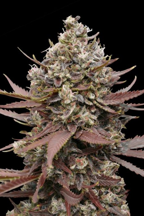 Advanced - Mimosa Punch 5ks