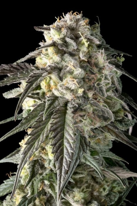 Advanced - Fire D.O.G. 3ks