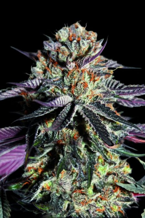 Advanced - Zerealz Milk 3ks