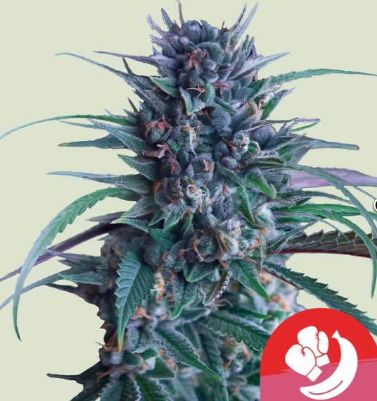 RQS - Banana Brawler 1ks