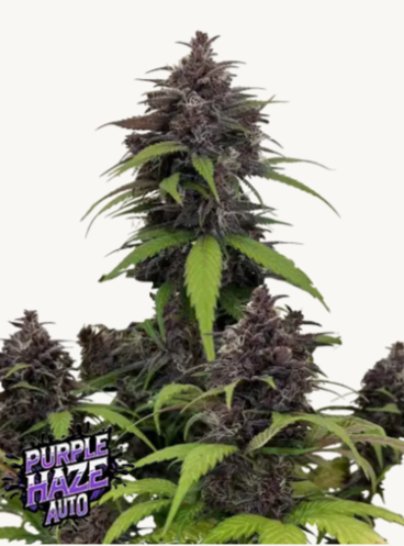 FB Purple Haze Auto 3ks