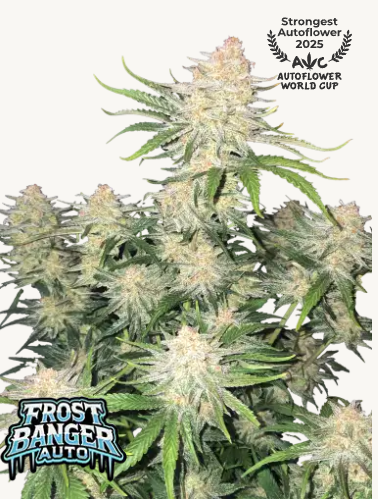 FB Frostbanger Auto 5ks