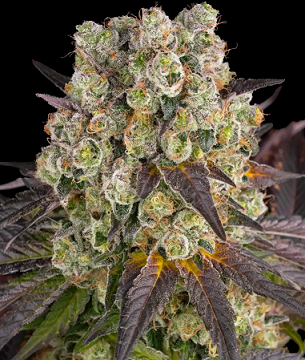 BAR Purple Punch x Lemon Drizzle 5ks