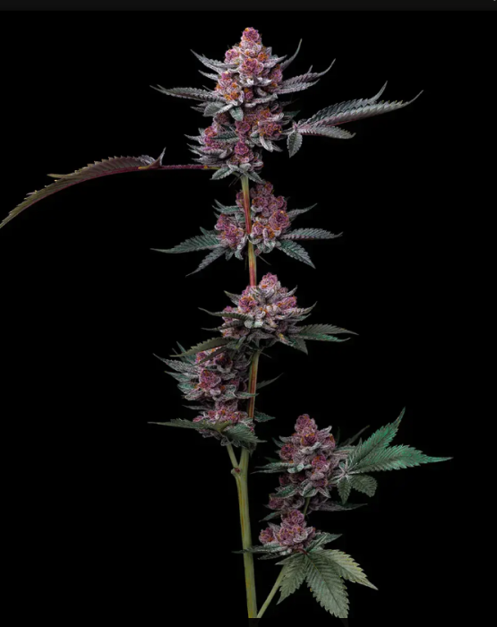 BAR Cherry Poppers 3ks